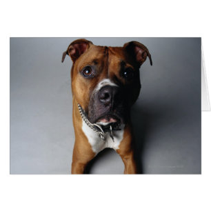 Mentira de Pit Bull Terriing