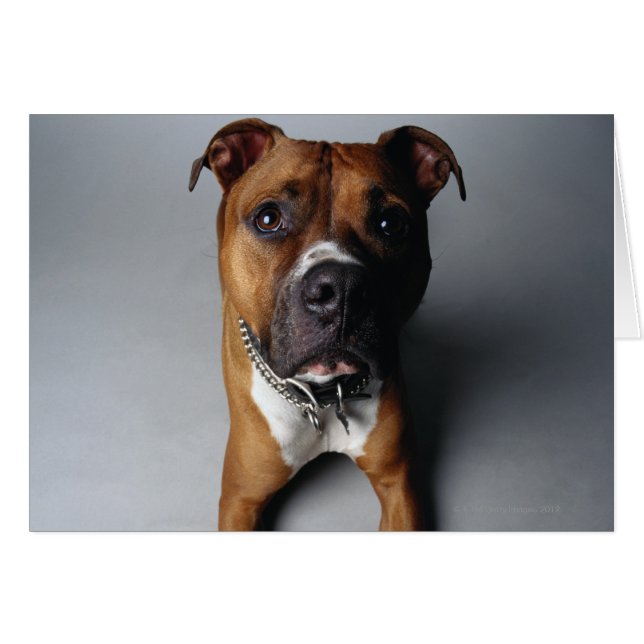 Mentira de Pit Bull Terriing (Anverso (Horizontal))