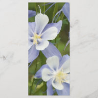 Boda de Flores de Columbina Azul