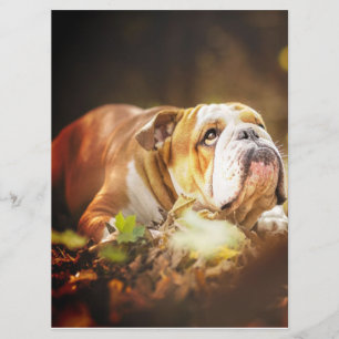 Menú Foto forestal del Bulldog inglés