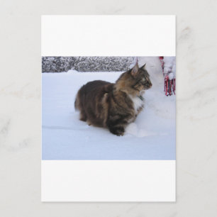 Menú gato del bosque noruego en la nieve