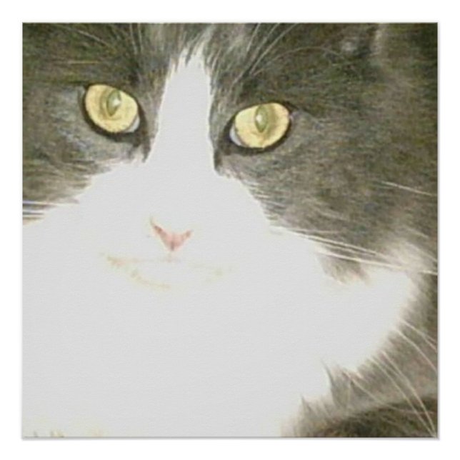 Meow Cats 18 Poster (Anverso)