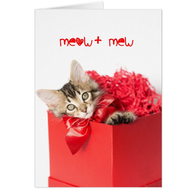 Meow + Mew Kitten (Frente)