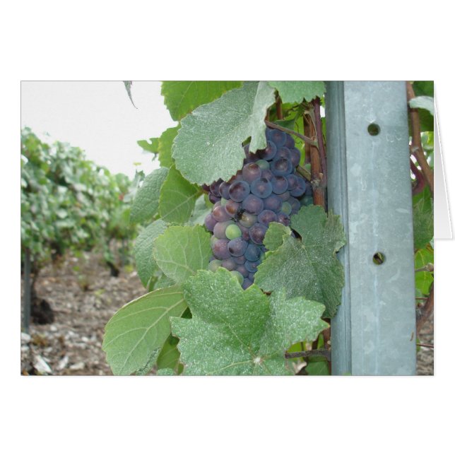 Mercier Vineyard (Anverso (Horizontal))