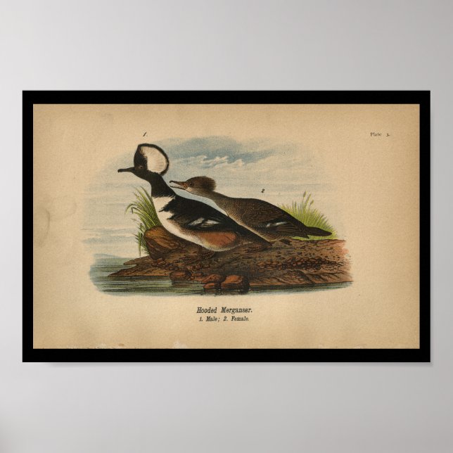 Mergador encapuchado de impresión de aves de 1890 (Frente)