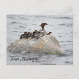 Merganser y pollitos, postal del norte de Michigan