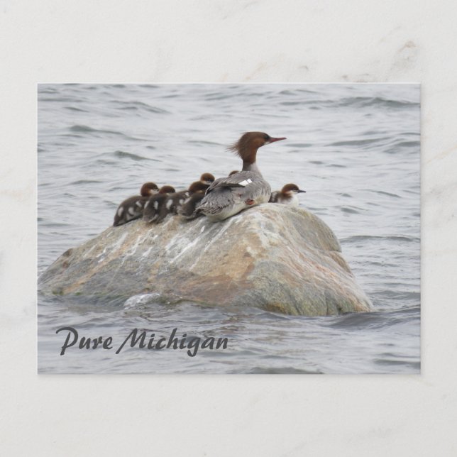 Merganser y pollitos, postal del norte de Michigan (Anverso)