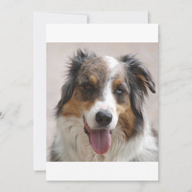 merle aussie (Anverso)