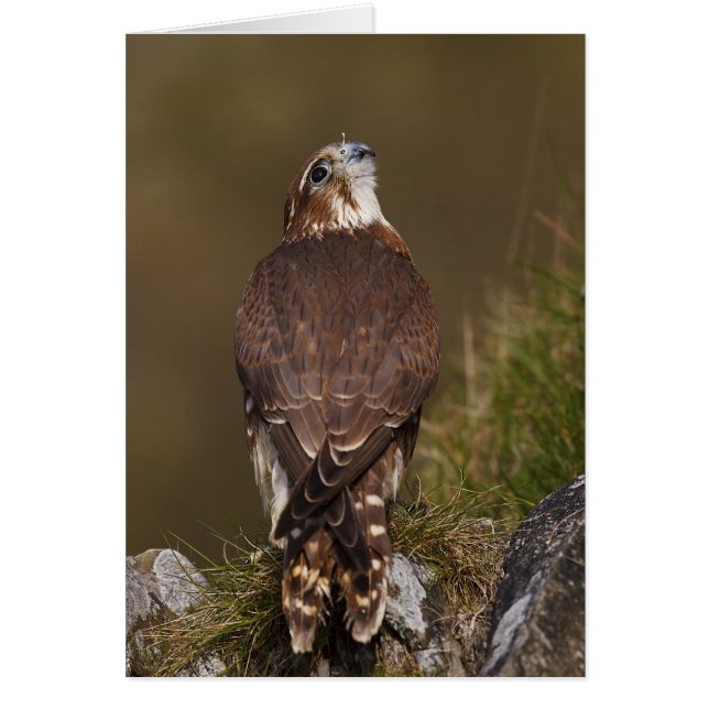 Merlin Falcon (Frente)