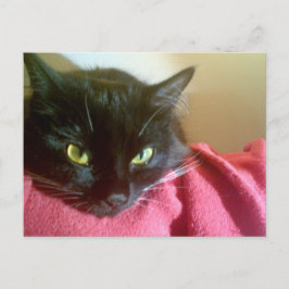 Merlin, la postal del gato