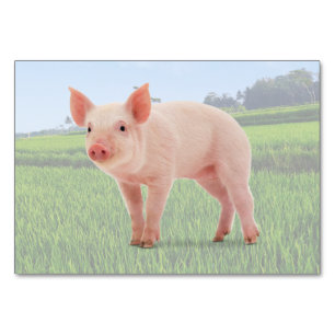 Mesa Tarjeta Flashcard de etiquetado de tacto para cerd