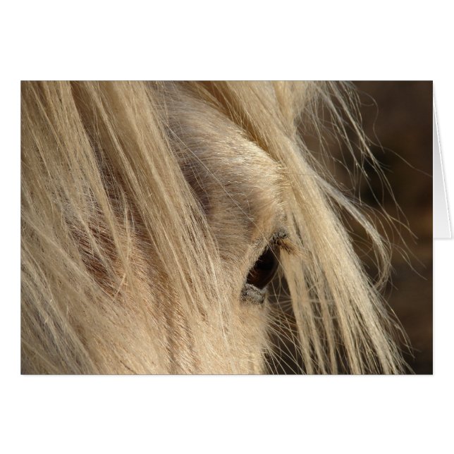 Messy Mane Day (Anverso (Horizontal))