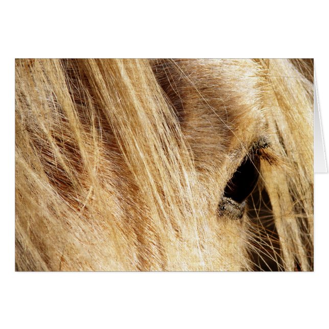 Messy Mane Day (Anverso (Horizontal))