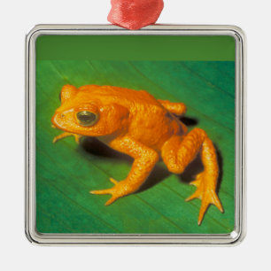 Metálico Adorno de Sapo Dorado