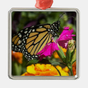 Metálico Mariposa monarca en adorno cuadrado de mariscos ro