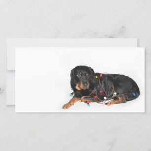 Metida de pata del navidad de Rottie