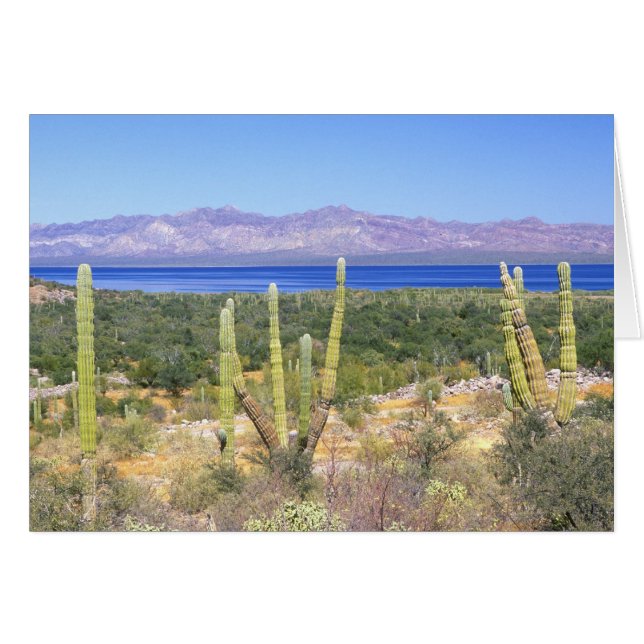 México, Baja California Sur, Cardon Cactus en (Anverso (Horizontal))