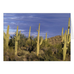 México, Baja del Norte, Catavina Desierto Nacional