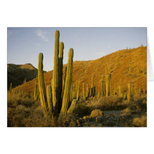 México, Baja, Isla Santa Catalina, Mar de