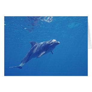 México, Cozumel. Delfín botellada