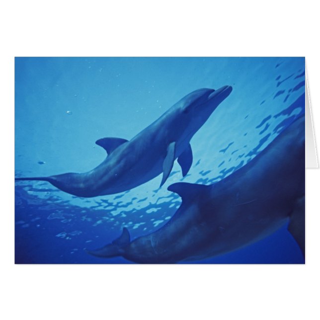 México, Cozumel. Delfín de nariz de botella, Tursi (Anverso (Horizontal))