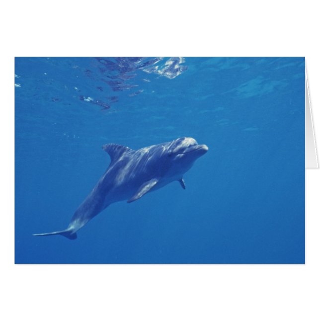 México, Cozumel. Delfín mular (Anverso (Horizontal))