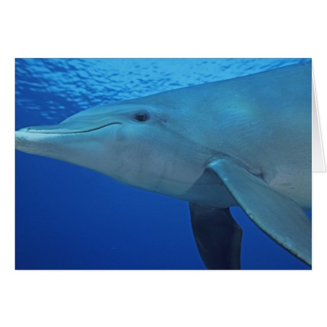 México, Cozumel. Delfín mular, Tursiops 4 (Anverso (Horizontal))
