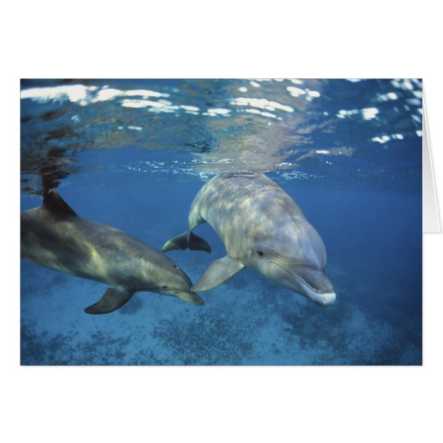 México, Cozumel. Delfín mular, Tursiops 5 (Anverso (Horizontal))