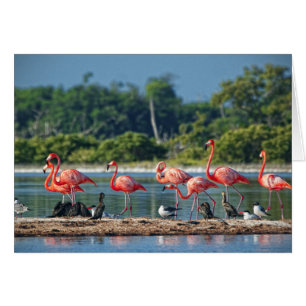 México Río Lagartos