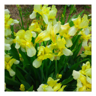 Mezcla de flores de Iris Amarillo Poster perfecto