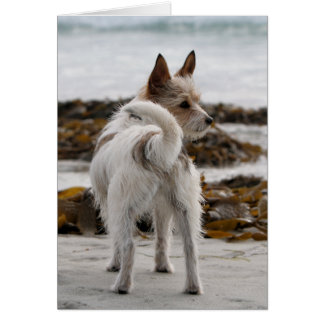 Mezcla de Jack Russell Terrier - Winnie - Omán