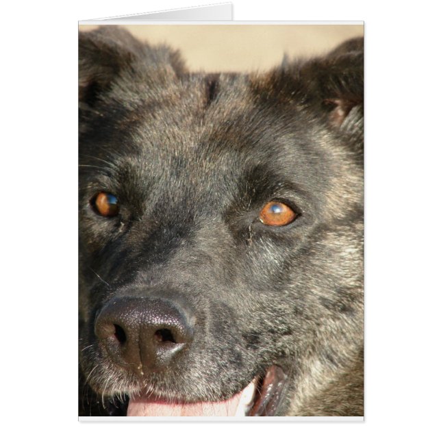 Mezcla de Pastores Alemanes (Frente)