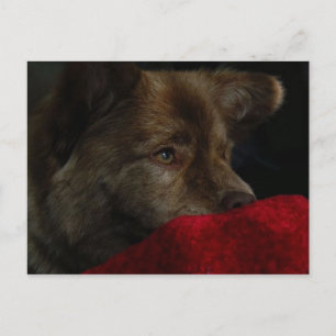 mezcla del perro chino con la postal del corazón