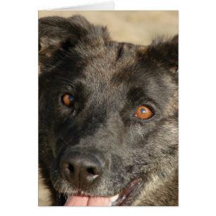 Mezcla Sherpherd de Alemania