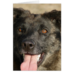 Mezcla Sherpherd de Alemania