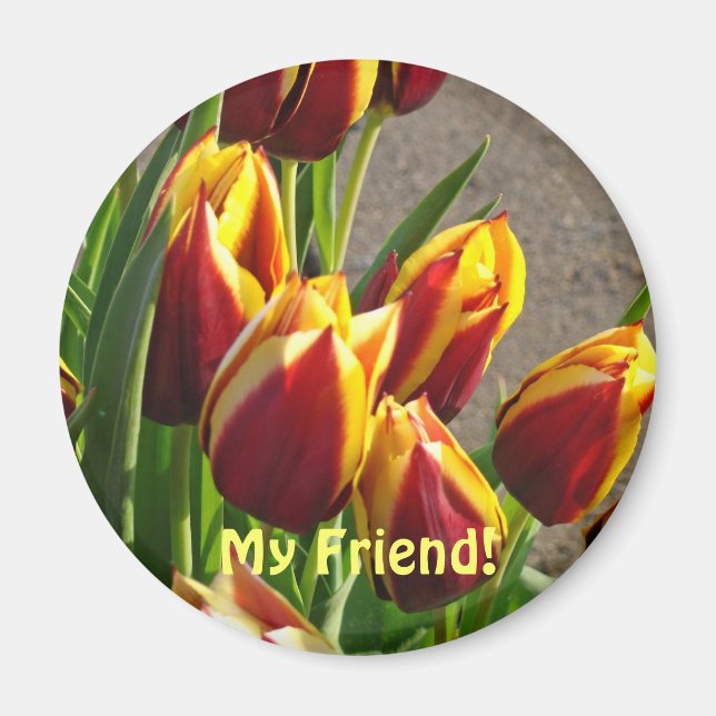 ¡Mi amigo! imán Flores Tulipán Rojo Amarillo Prima (Frente)
