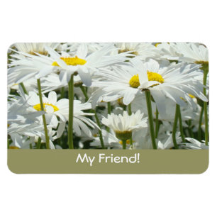 ¡Mi amigo! imanes Margaritas Blancas Flores Amigos