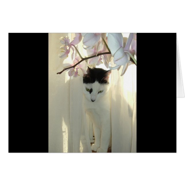 Mi Bonito Kitty (Anverso (Horizontal))