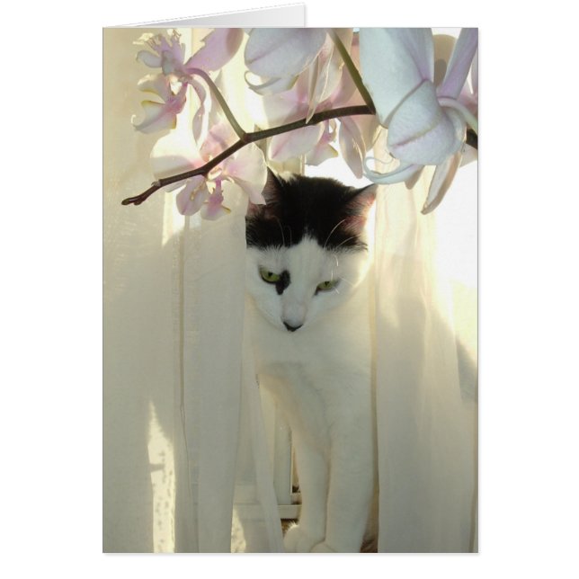 Mi Bonito Kitty (Frente)