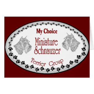 mi elección mini schnauzer