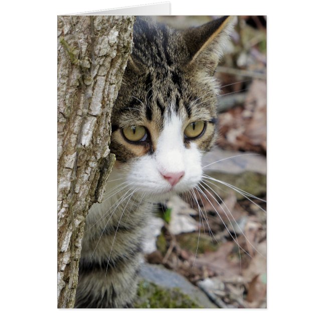 Mi gato de caza (Frente)