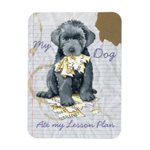 Mi imán Bouvier Ate Mi Lección Plan