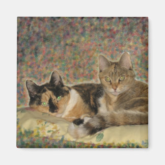 Mi imán Sweet Kitties