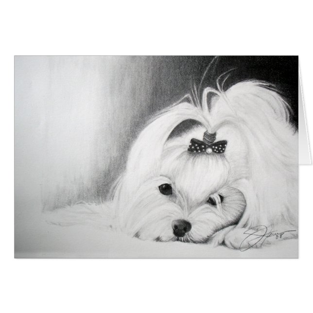 Mi maltés (Anverso (Horizontal))