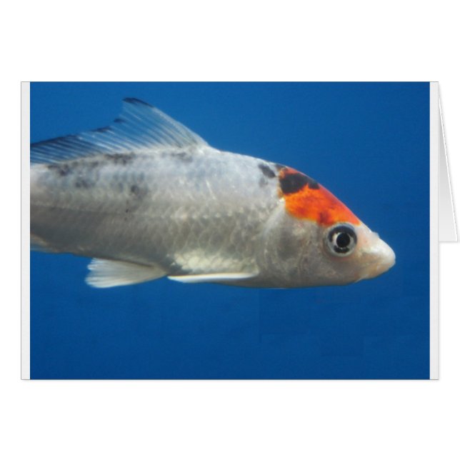 Mi Mascota Koi Fish (Anverso (Horizontal))