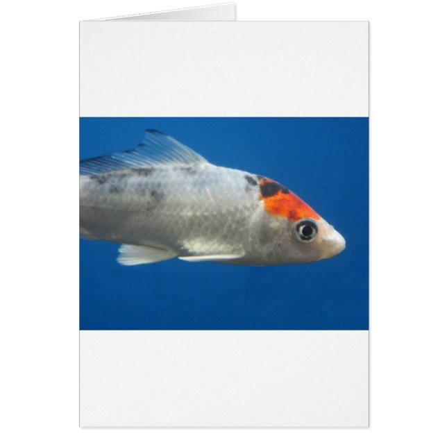 Mi Mascota Koi Fish (Frente)