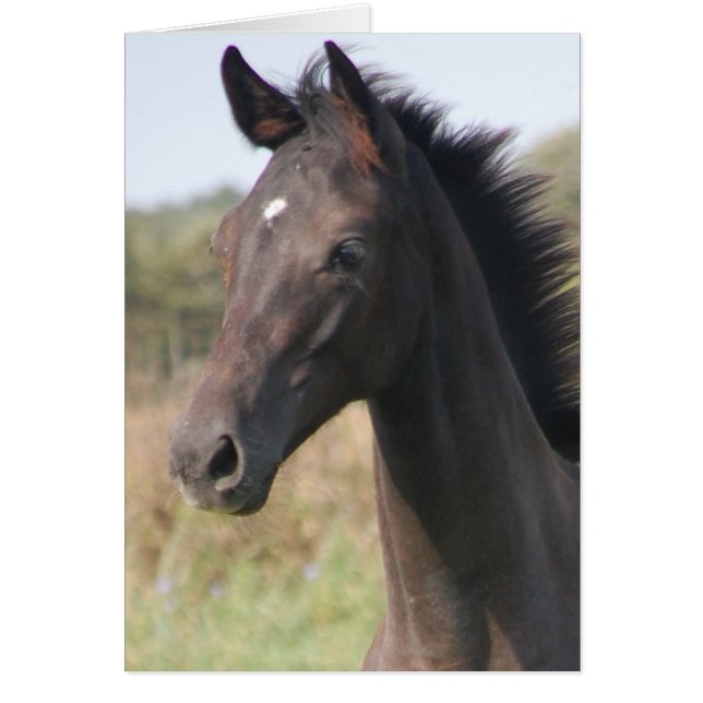 Mi nueva pasión (Frente)