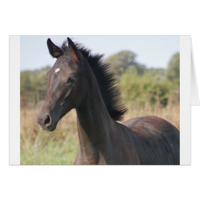 Mi nueva pasión (Anverso (Horizontal))