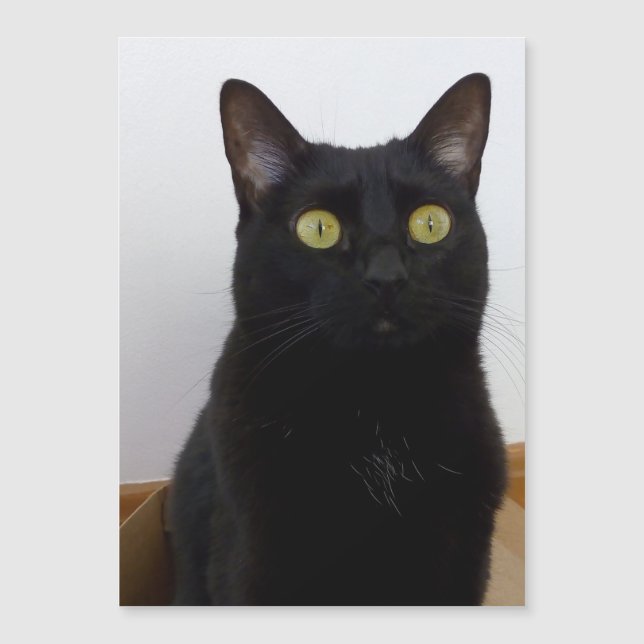 Mi Pan (Pantera) (Anverso)