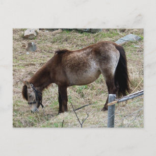 Mi pequeña postal de Pony